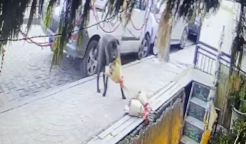 Kokina hırsızı sevimli köpek kameraya yakalandı