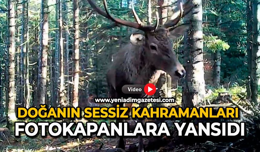 Doğanın sessiz kahramanları fotokapanlara yansıdı