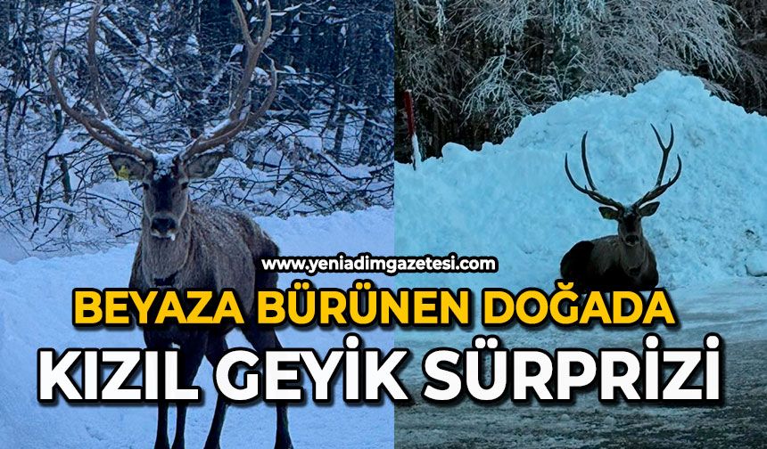 Beyaza bürünen doğada kızıl geyik sürprizi