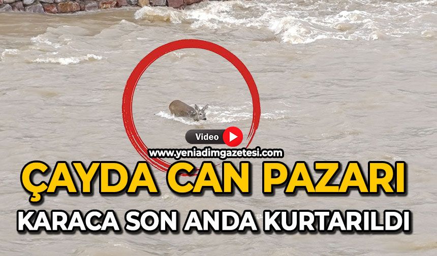 Çayda can pazarı: Karaca son anda kurtarıldı