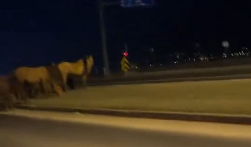 Yılkı atları D-100'e indi: Orta refüjde otladılar