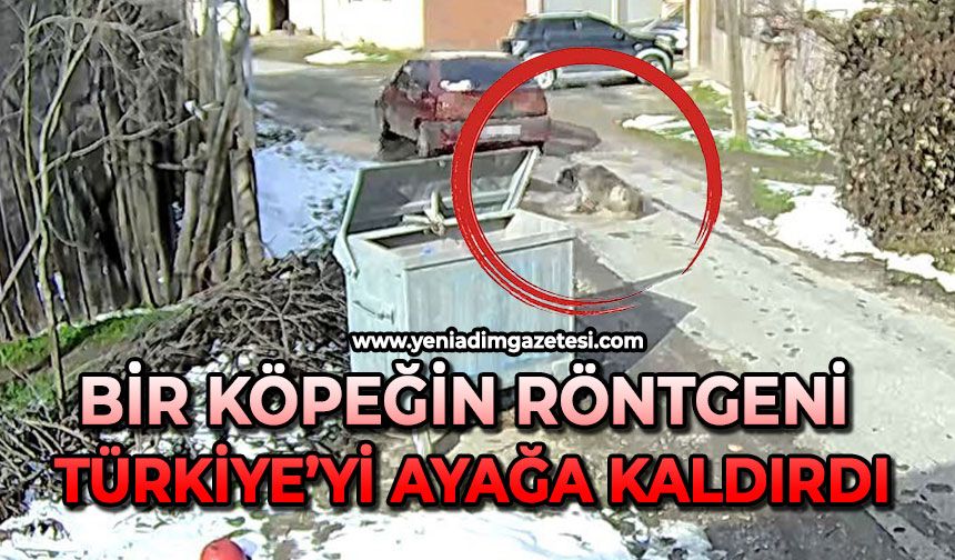Bir köpeğin röntgeni Türkiye’yi ayağa kaldırdı