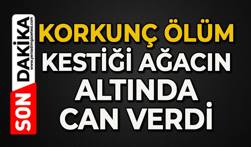 Korkunç ölüm: Hakkı Ünal kestiği ağacın altında can verdi