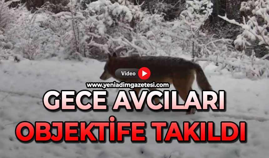 Gece avcıları objektife takıldı