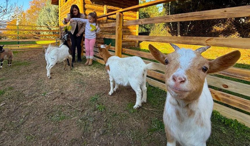 Keçi, ördek, tavuk, tavşan: Hepsinin görevi "Çok özel"
