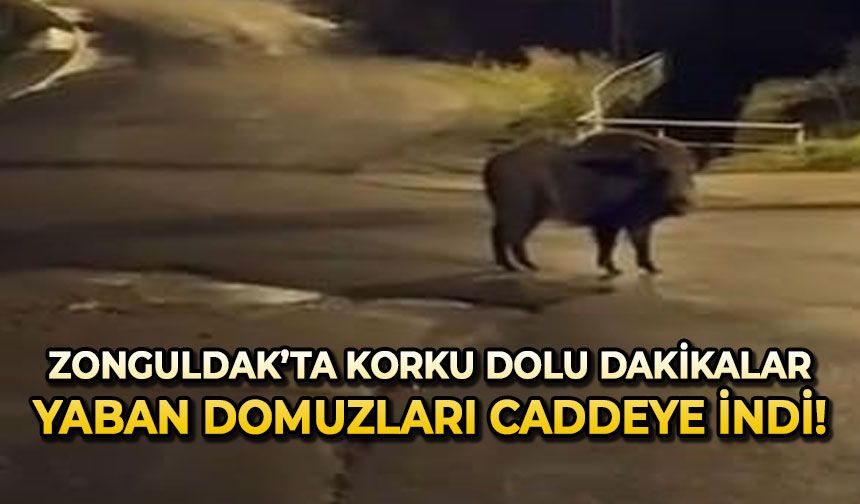 Yaban domuzları yerleşim alanında yiyecek aradı