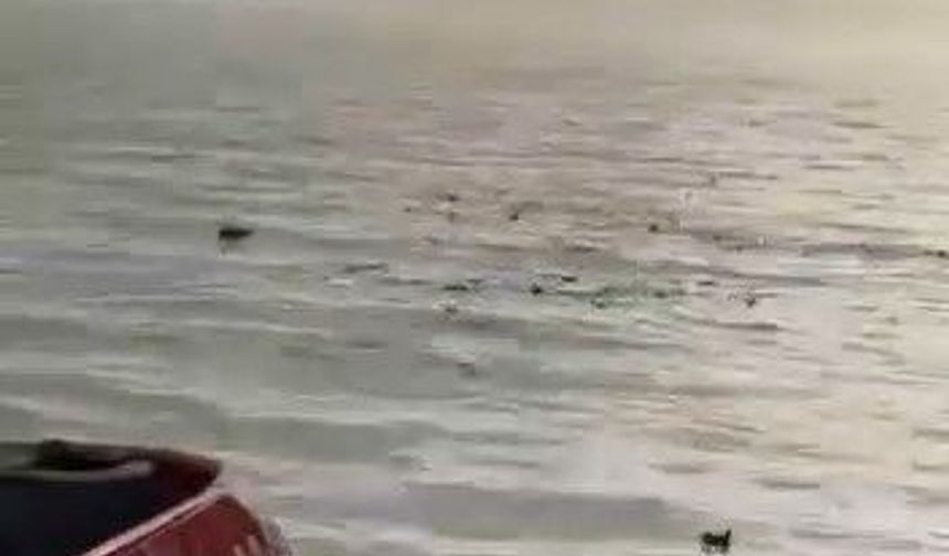 Denizi şehir çöplüğüne çevirdiler