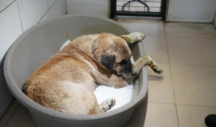 Köpeği ezen sürücü serbest bırakıldı