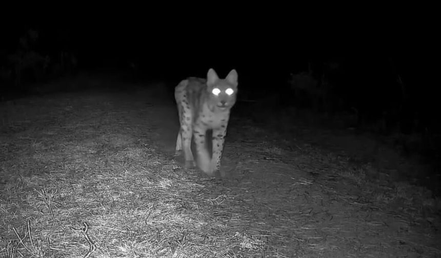 Vaşak fotokapanla görüntülendi