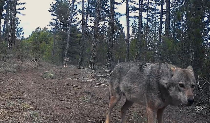 Karabük'te yerleşim yerlerine inen yaban hayvanları kamerada