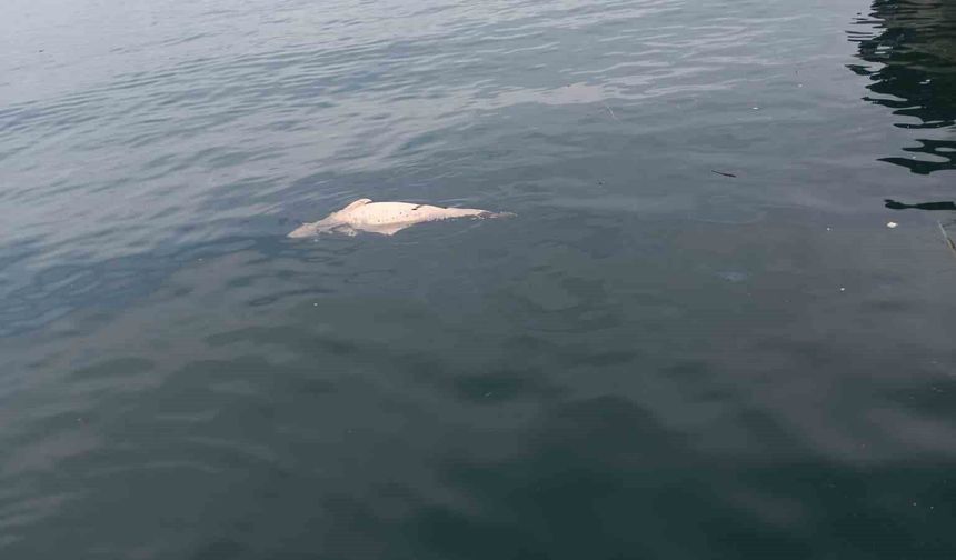 Kıyıya sürüklenen ölü yunus görüntülendi