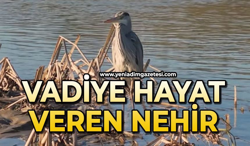 Vadiye hayat veren nehir