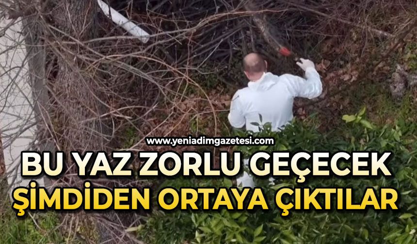Bu yaz zorlu geçecek: Şimdiden ortaya çıktılar