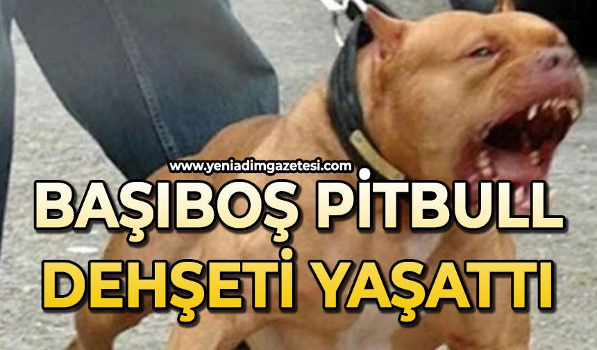 Başıboş pitbull dehşeti yaşattı