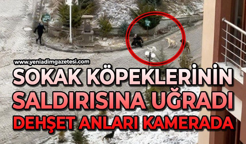 Sokak köpeklerinin saldırısına uğradı: O anlar kamerada