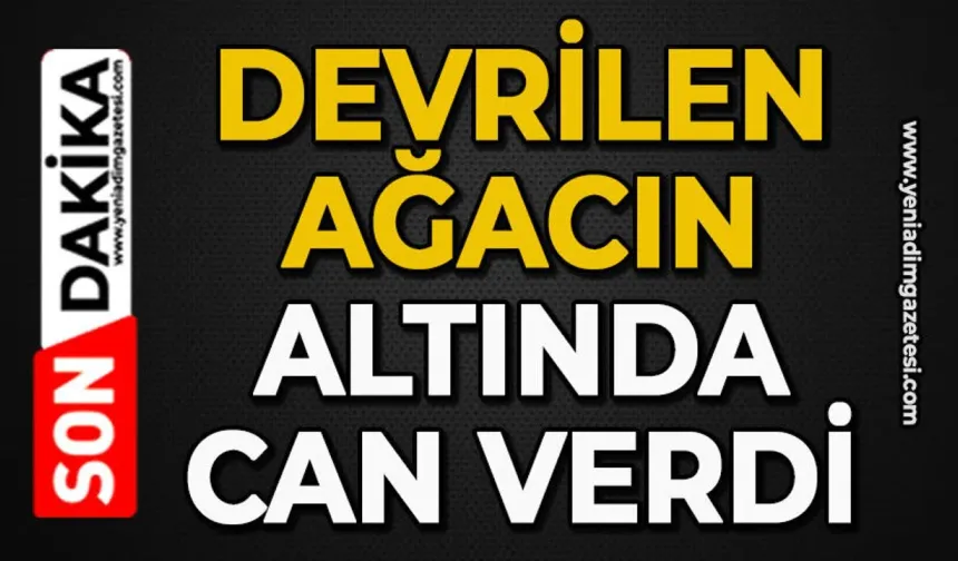 Devrilen ağacın altında kalan işçi hayatını kaybetti
