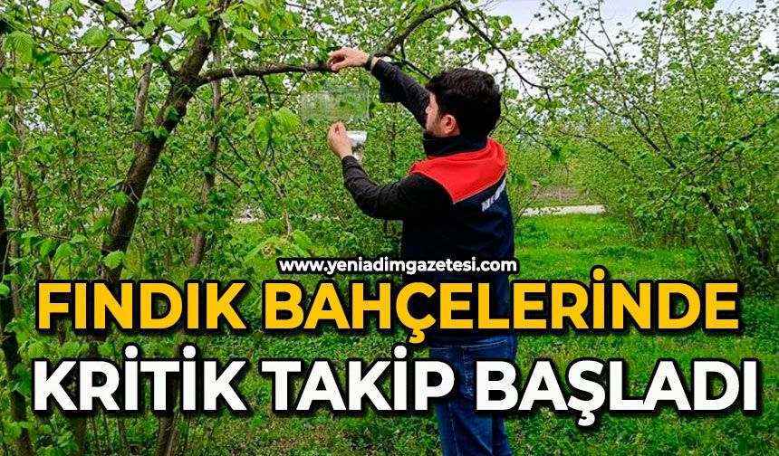 Fındık bahçelerinde kritik takip başladı