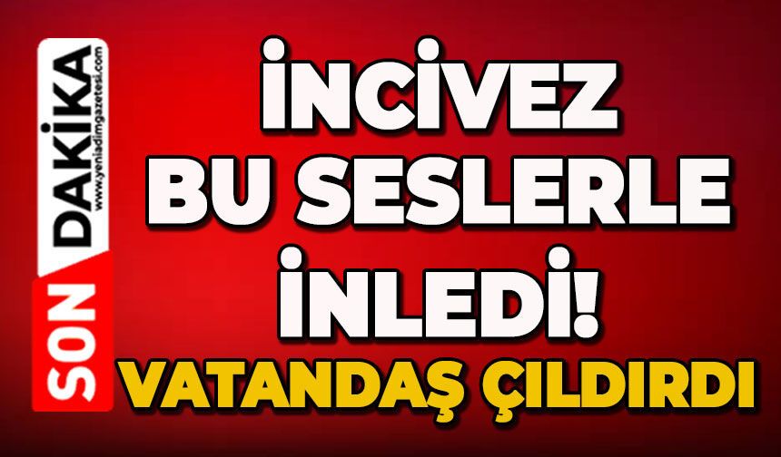 İncivez bu seslerle inledi!: Vatandaş çıldırdı!