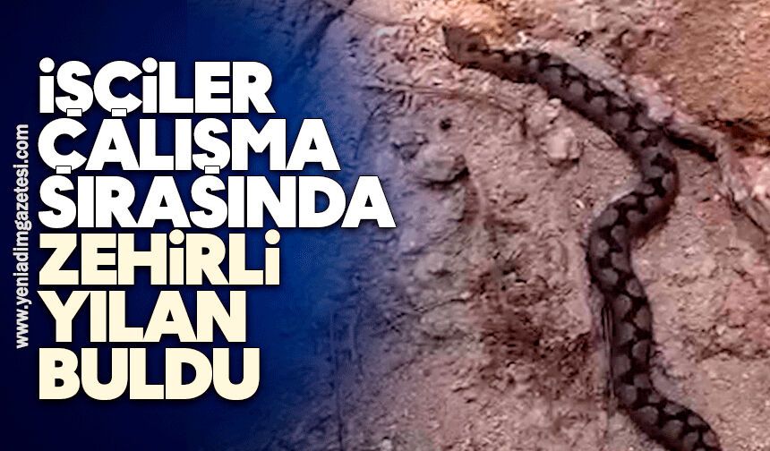 İşçiler çalışma sırasında zehirli yılan buldu