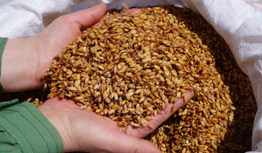 Belediyeden 'sarıkılçık pirinci' açıklaması