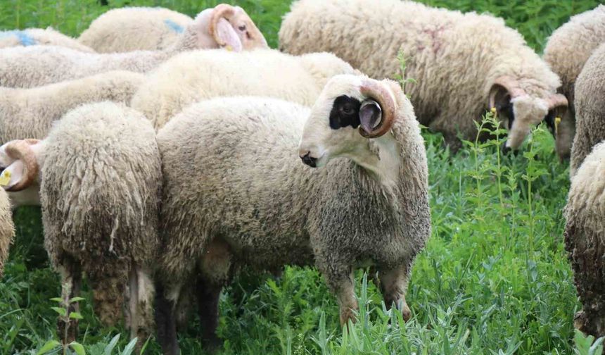 Kurbanlık pazarında büyükbaş fiyatları küçükbaşa talebi artırdı
