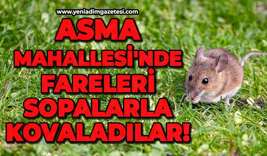 Asma Mahallesi'nde fareleri sopalarla kovaladılar!