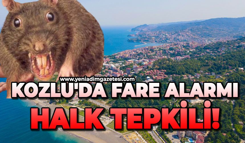Kozlu'da fare alarmı: Halk tepkili!