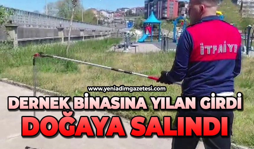 Dernek binasına giren yılanı itfaiye yakalayıp doğaya saldı