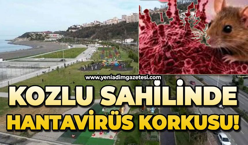 Kozlu sahilinde hantavirüs korkusu