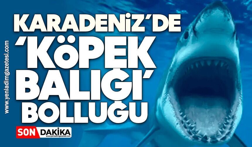 Karadeniz’de ‘köpek balığı’ bolluğu