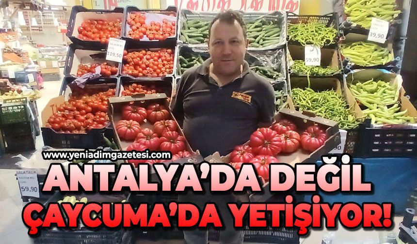 Antalya’da değil Çaycuma’da yetişiyor