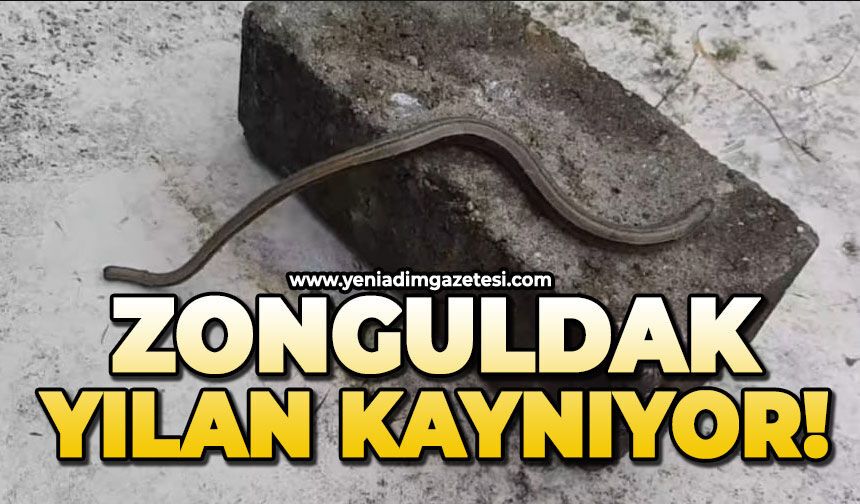 Zonguldak'ta her taraftan yılanlar çıkıyor