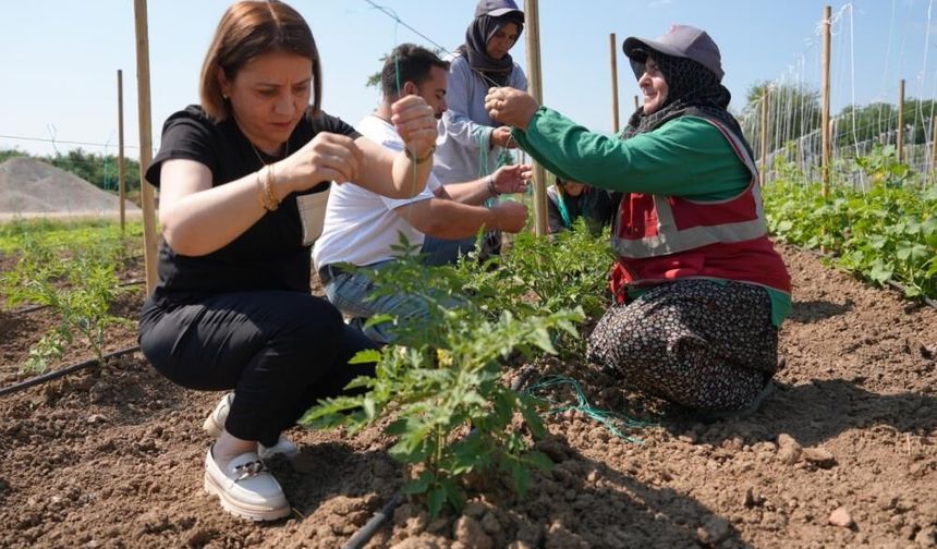 Ata tohumu üretimi büyüyor
