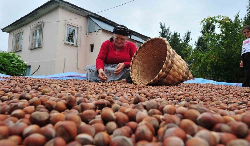 Düzce'den AB ülkelerine 5 bin 291 ton fındık ihraç edildi