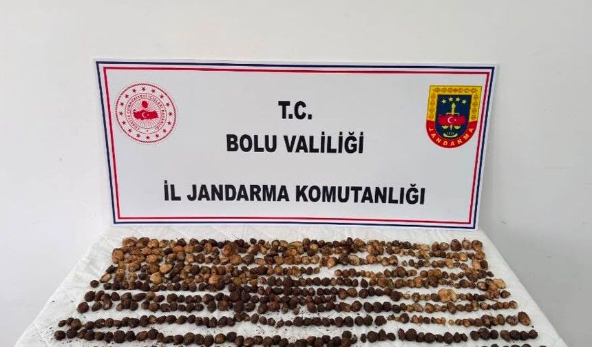 Yabani salep toplayan 3 kişiye rekor ceza: 2 milyon 97 bin TL