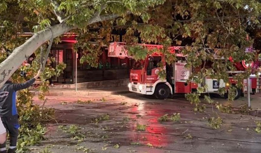 Tramvay hattına düşen dal seferleri aksattı