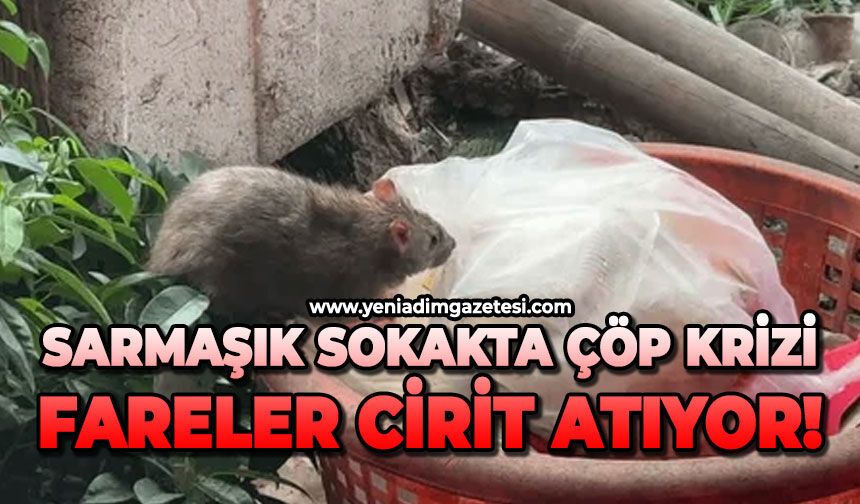 Sarmaşık sokakta çöp krizi: Fareler cirit atıyor!