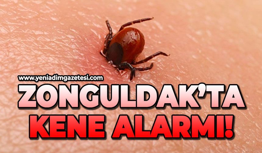 Zonguldak'ta kene alarmı!