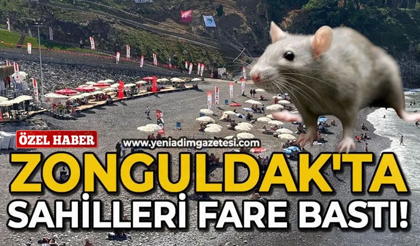 Zonguldak sahillerini fareler bastı!