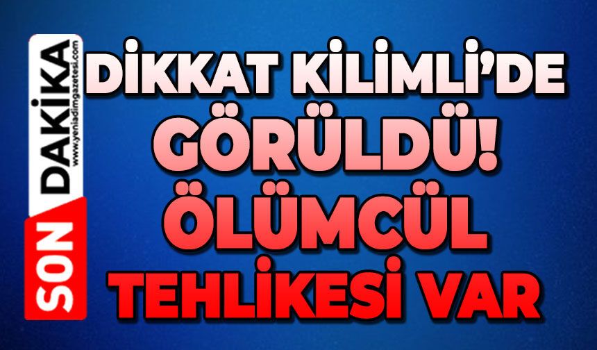 Dikkat Kilimli'de görüldü: Ölümcül tehlikesi var