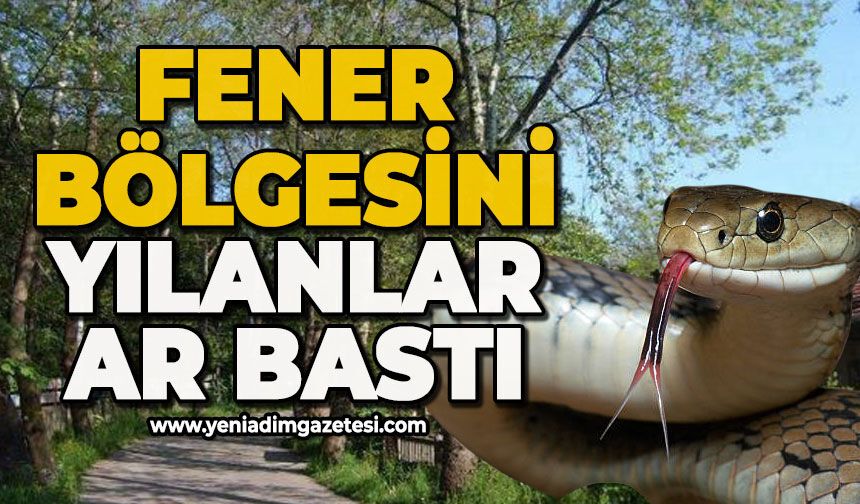 Fener bölgesini yılanlar bastı
