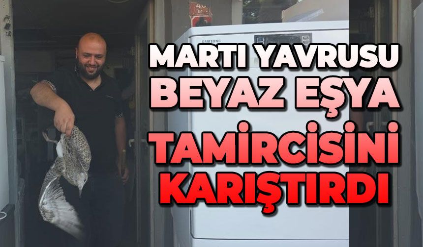 Martı yavrusu beyaz eşya tamircisini karıştırdı