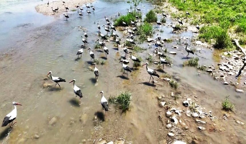 Soğanlı Çayı'nı mesken tutan leylekler dronla görüntülendi