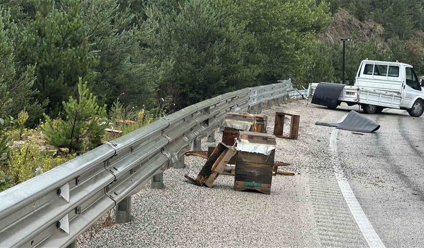 Kastamonu'da kamyonet bariyerlere çarptı: Etrafa saçılan kovandaki arılar telef oldu