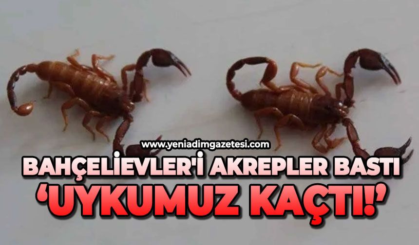 Bahçelievler'i akrepler bastı: Uykumuz kaçtı!
