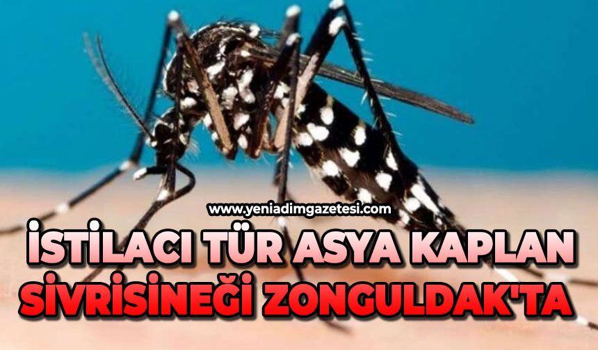 İstilacı tür asya kaplan sivrisineği Zonguldak'ta