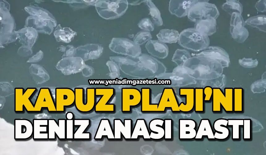 Kapuz Plajı’nı deniz anaları bastı!