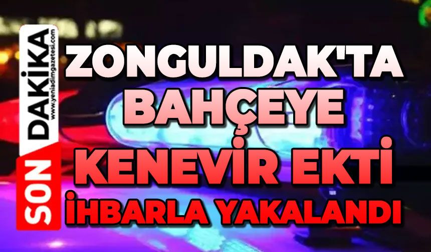 Zonguldak'ta bahçeye kenevir ekti, ihbarla yakalandı