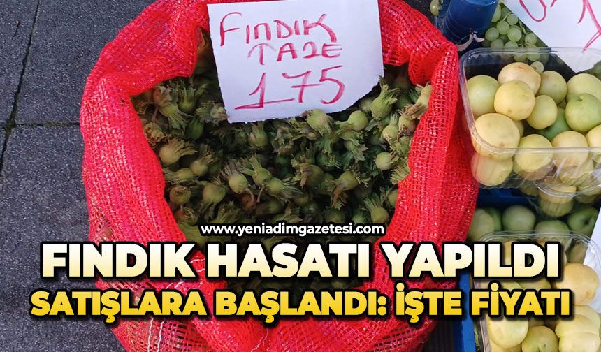 Fındık hasatı yapıldı satışlara başlandı: İşte fiyatı