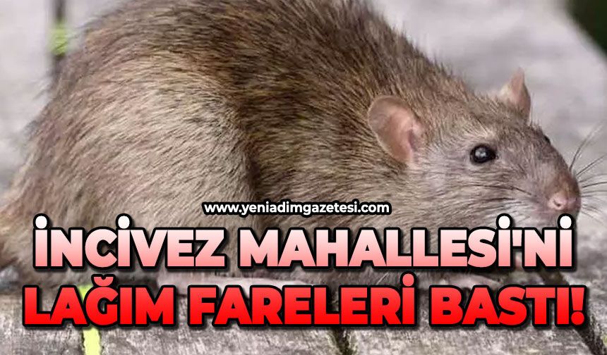 İncivez Mahallesi'ni lağım fareleri bastı!